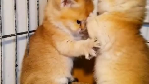 funny cat video and short cat video