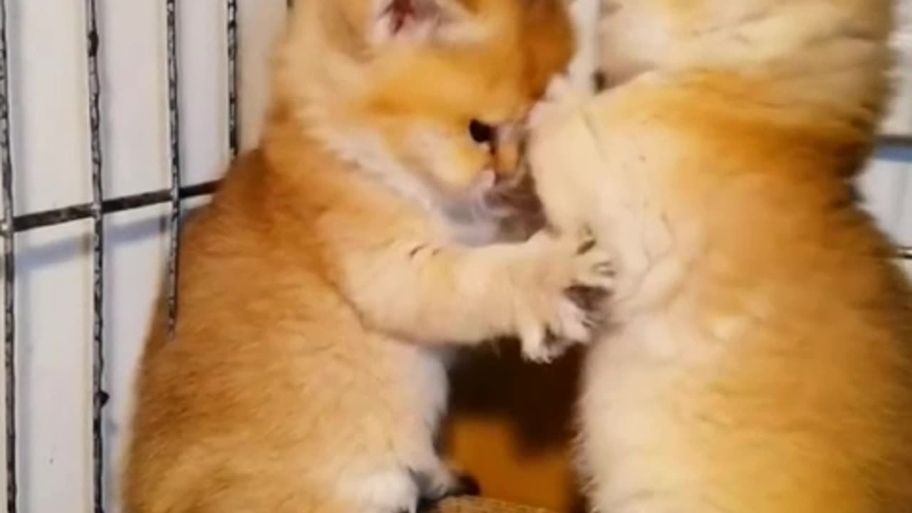 funny cat video and short cat video