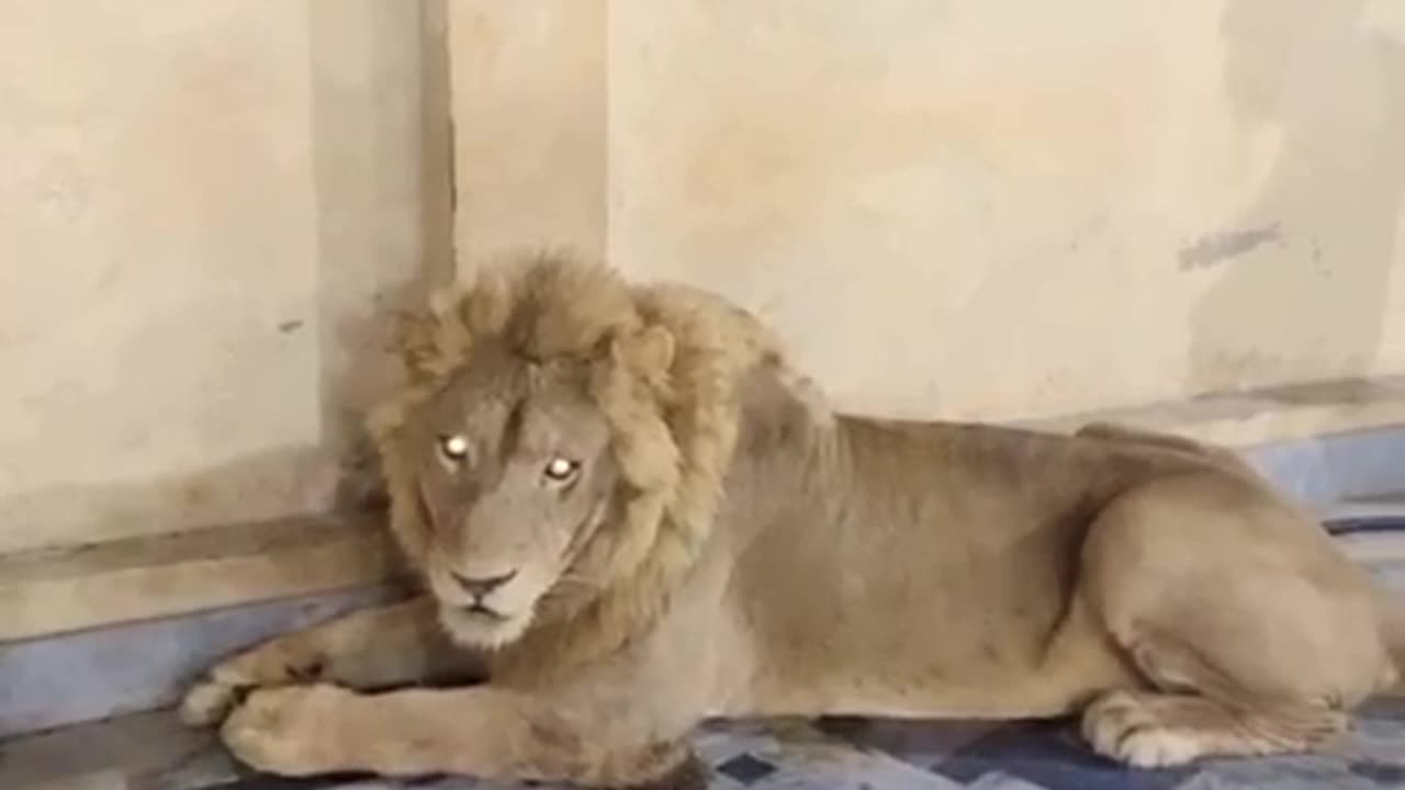 Lion