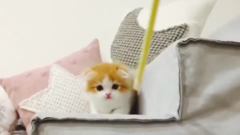 Baby pet playing with adorable