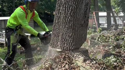 How to cut tree