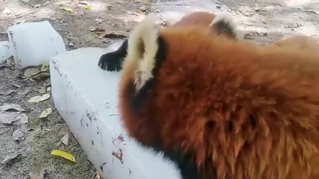 This is so cute # Red Panda