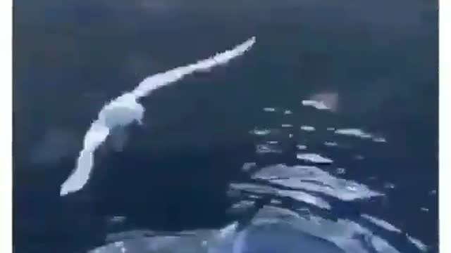 Dolphin trolls seagull