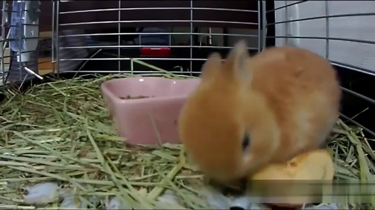 Cute rabbit 🐰 so lovely 🥰