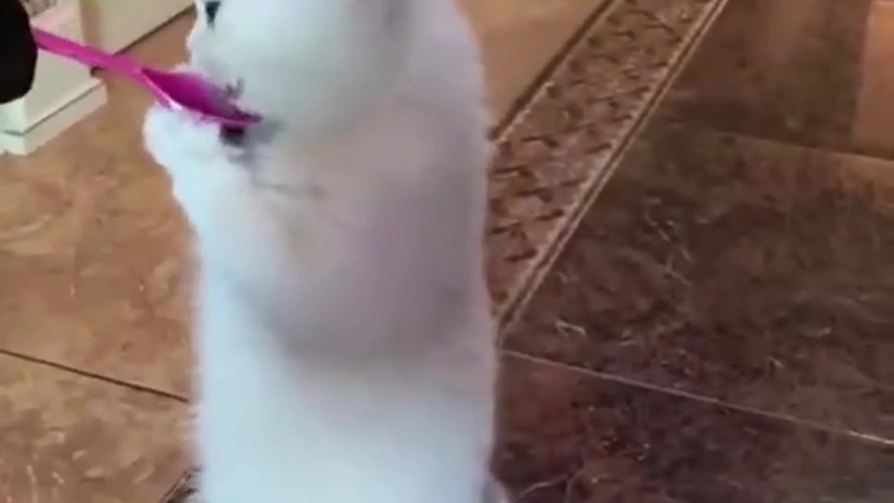 Funny animals 🐱 video