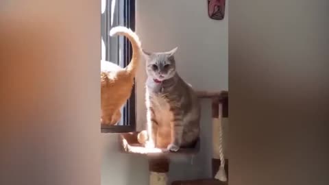 Funny Cat Videos #short