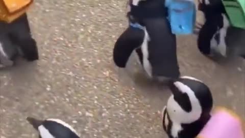 Penguins going on a trip.. 🐧