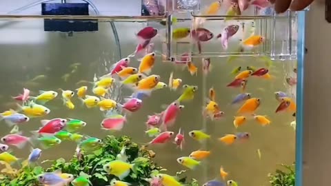 Do You Like Aquarium?