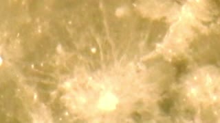 Very clear zoom-in of the Full Moon