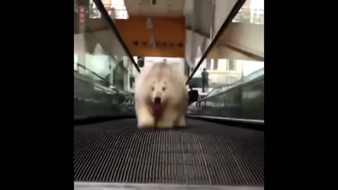 Cute Baby Animals