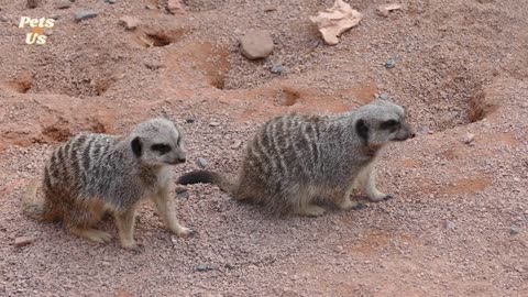Amazing Facts About Mongoose (2022) | Pets and Us