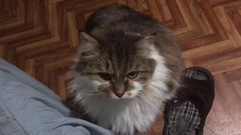 Siberian cat Potap. Didn't get enough sleep