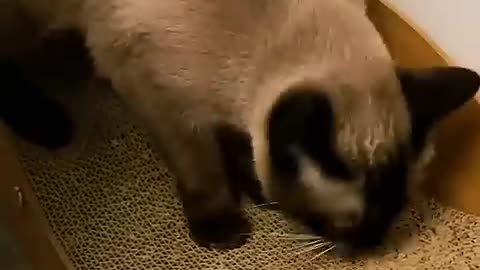 Funny Cat Videos3#2024#