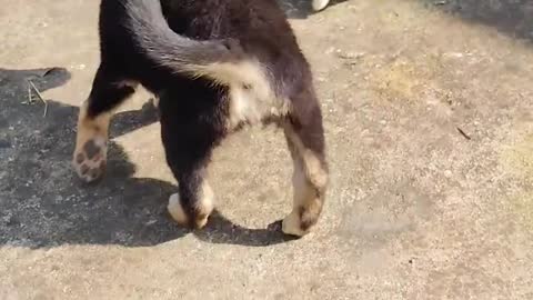 puppy chasing around a little bunny