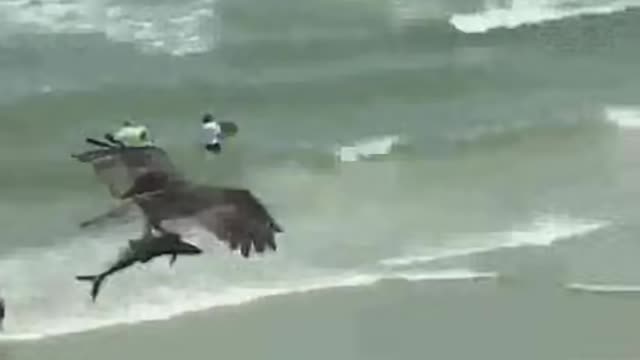 Just in case you’ve never seen an eagle flying around with a shark before