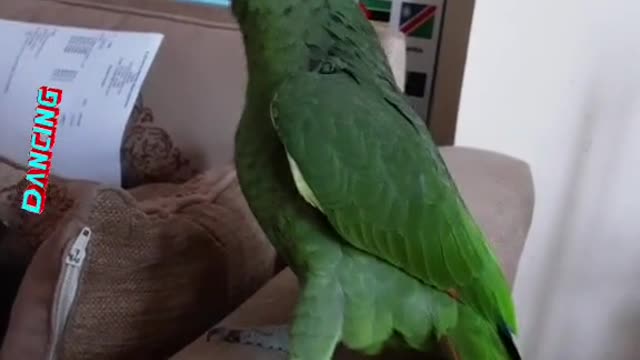 Dancing Cuckoo.
