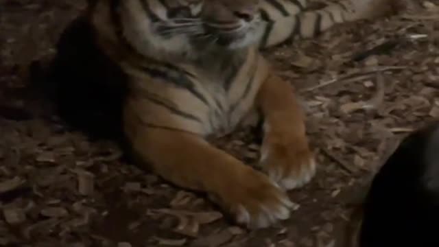 Wild Tiger Time #shorts #animals #nature #wildlife #viral