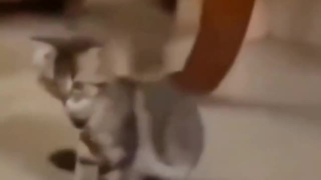 Music cat😂😂😂#cat #cats #pet #fyp #foryou #catlover #catsoftiktok