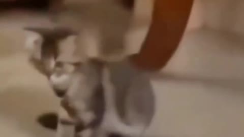 Music cat😂😂😂#cat #cats #pet #fyp #foryou #catlover #catsoftiktok