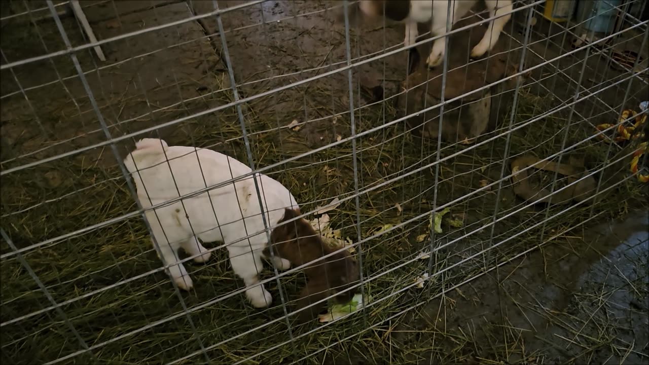 Graham Family Farm: Animals Playing Outside