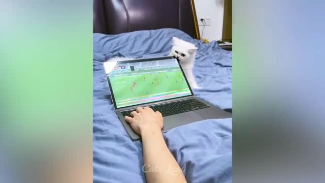 🐱 cat lover