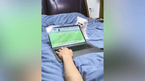 🐱 cat lover