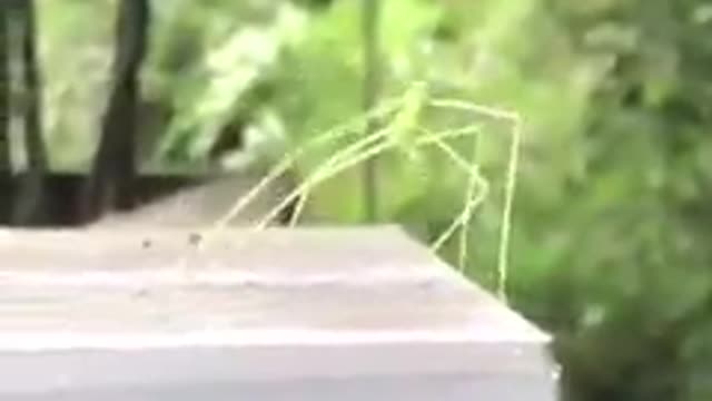 On the dance floor a stick insect