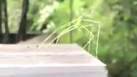 On the dance floor a stick insect