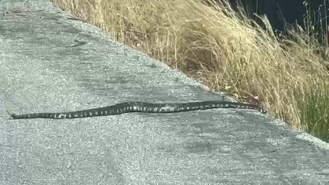 Rattle Snake Encountered @ US National Forest