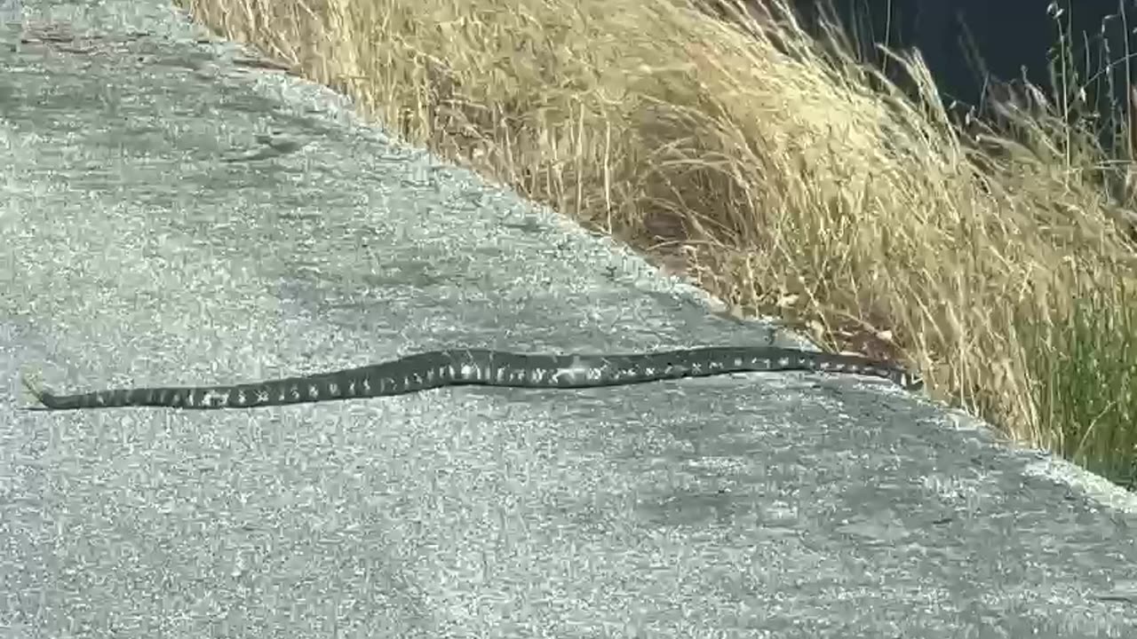 Rattle Snake Encountered @ US National Forest