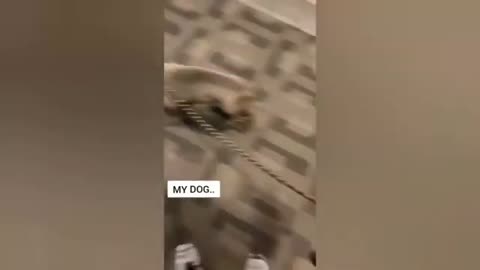 Funny animals - Funny cats _ dogs - Funny animal videos _ Best videos