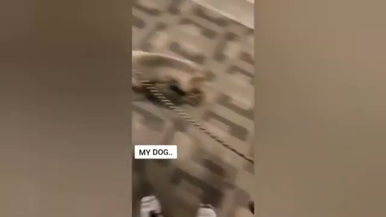 Funny animals - Funny cats _ dogs - Funny animal videos _ Best videos