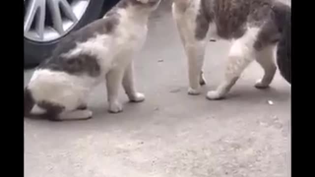 Try not to laugh