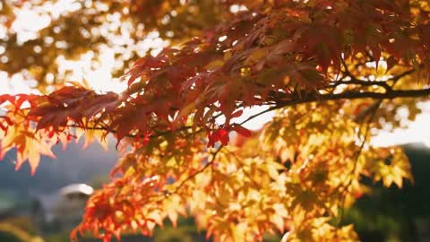 Enchanting Autumn Forests with Beautiful Piano Music