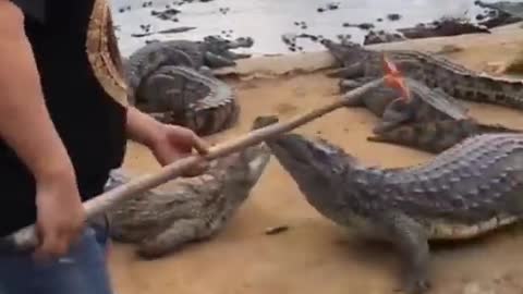 Hunting crocodile