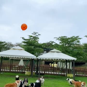 Dogs are playing with baloon as football