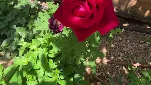 Beauty Roses and Cactus