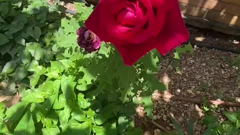 Beauty Roses and Cactus