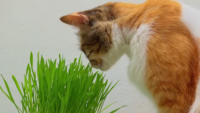 Le chat se soigne