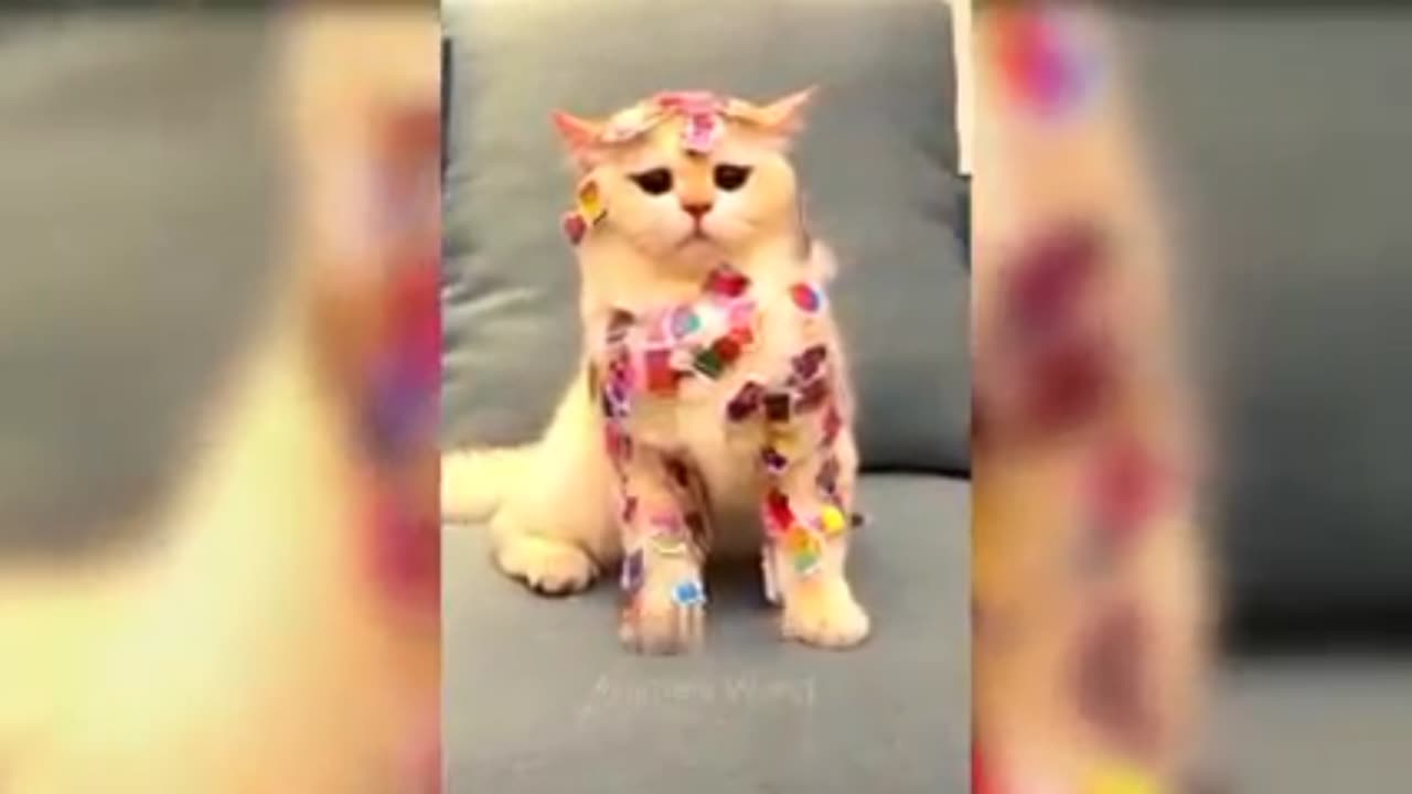 Video funny cat