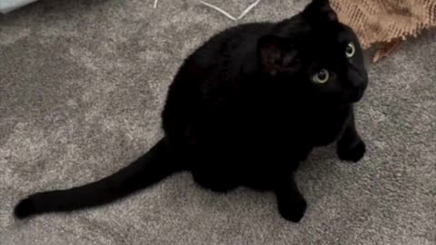 Cute Piper Cat Decides What to Do in the Office - Adopting a Cat from a Shelter Vlog #shorts