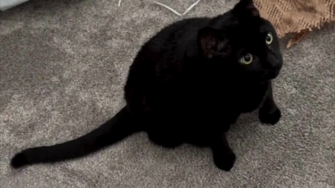 Cute Piper Cat Decides What to Do in the Office - Adopting a Cat from a Shelter Vlog #shorts