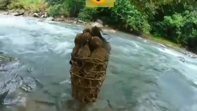 Kisah seorang panggul durian dari padang sumatera barat !!