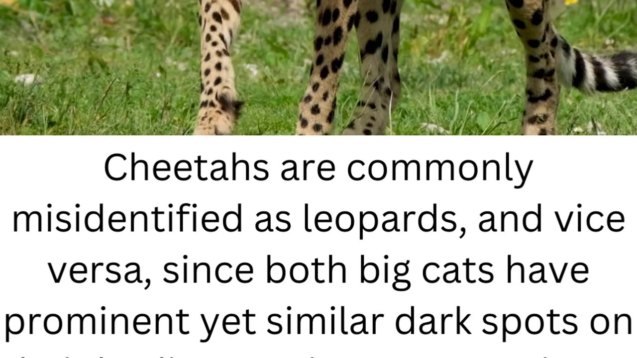 FACTS ABOUT CHEETAH