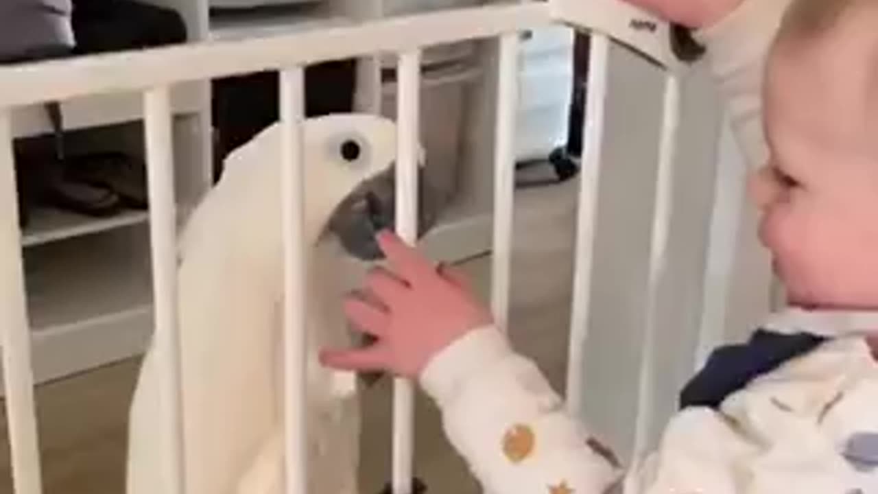 Small boy loves white Parrot