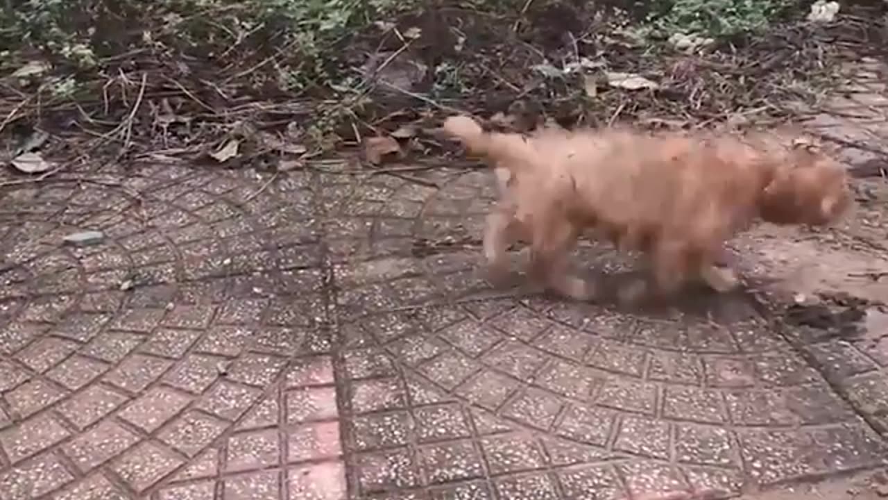 The story of a orphan puppy lives alone in the roadside in urban area