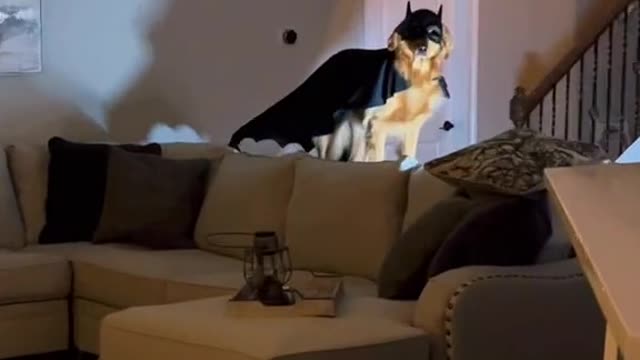 The hero we need, the hero we deserve, Bat Dog.😂😂