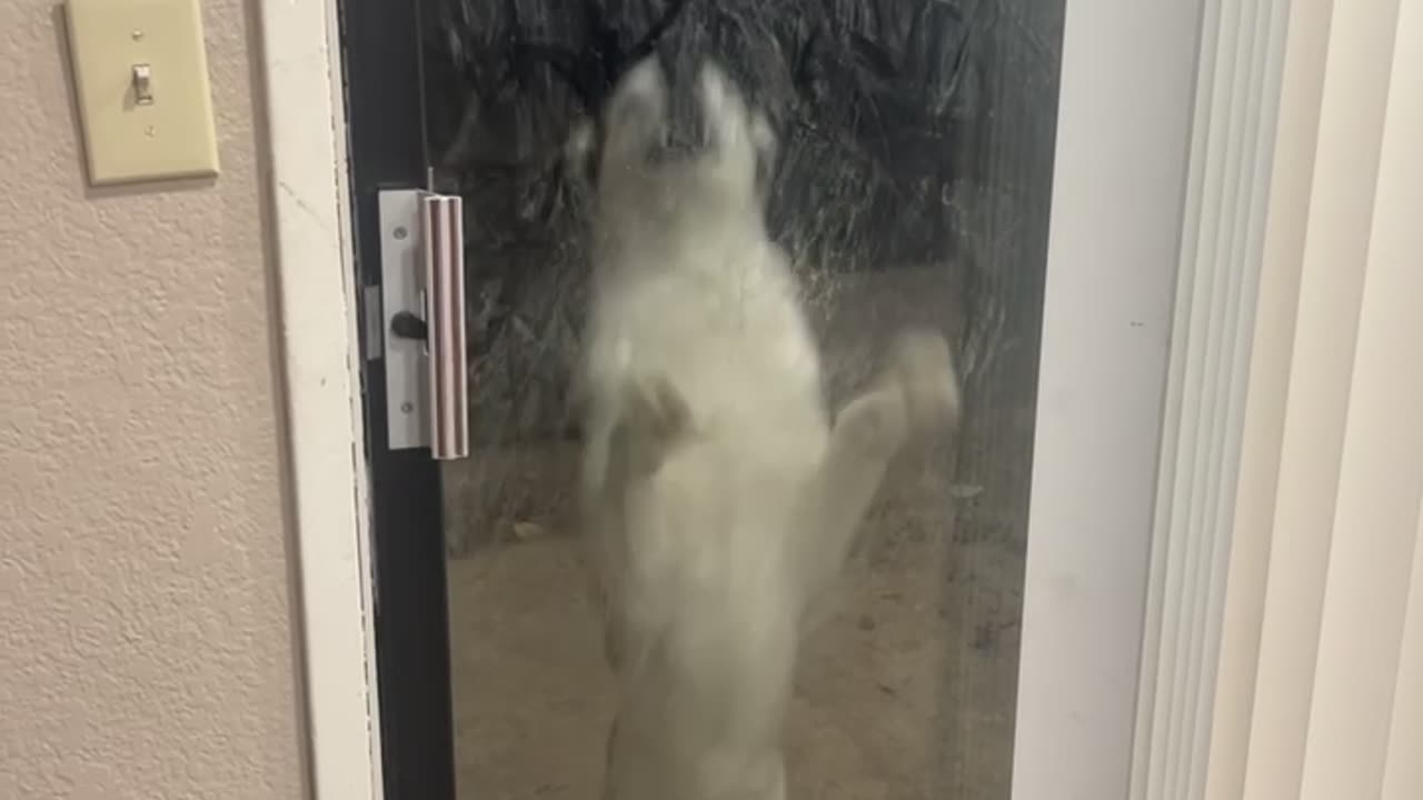 Goofy Husky Has Hops