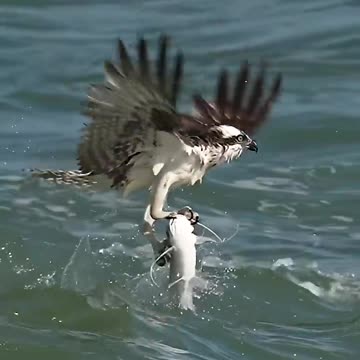 Crazy Osprey grabs huge catfish and almost gets dragged under. bird osprey Glad I’m not a fish!