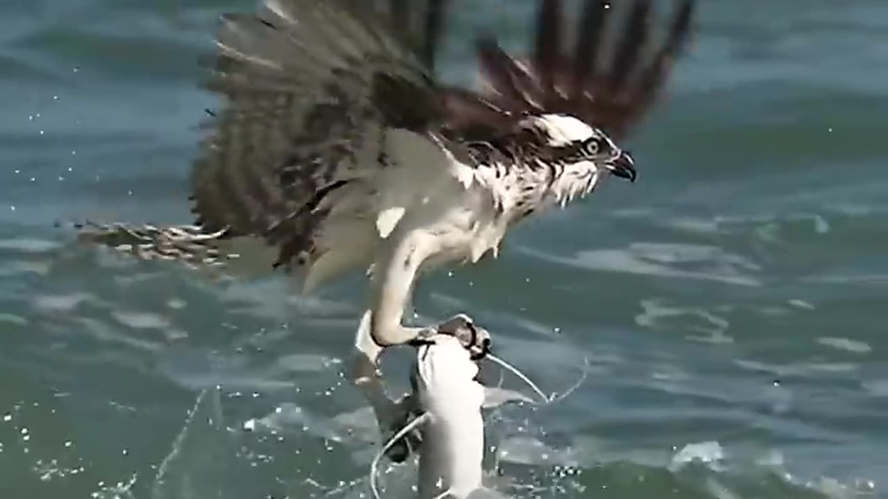 Crazy Osprey grabs huge catfish and almost gets dragged under. bird osprey Glad I’m not a fish!